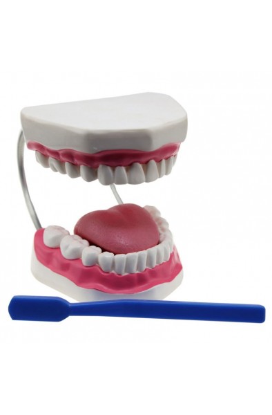 DİŞ MODELİ FIRÇALI