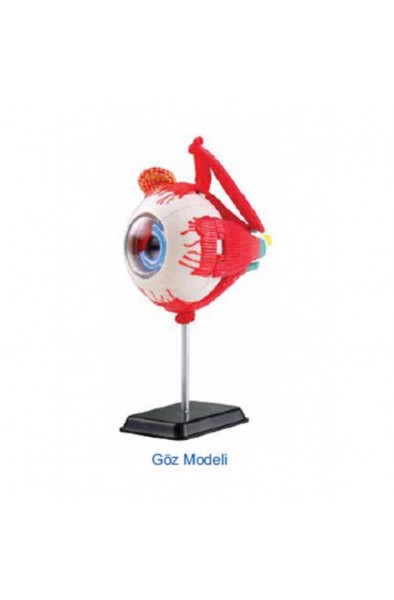 göz modeli